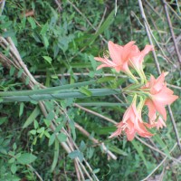 Hippeastrum puniceum (Lam.) Voss